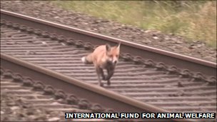 Fox on railway
