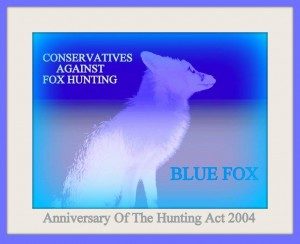 anniversary of hunting act blue fox conservatives against fox hunting