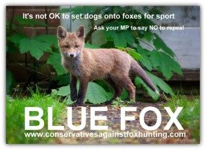 its not ok to set dogs onto foxes blue fox conservatives against